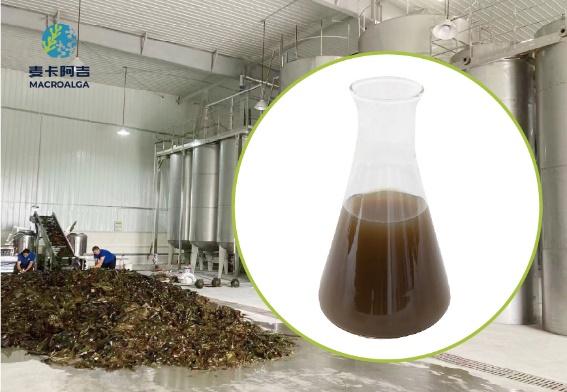 Reliable Brown Algae Extract: A Comprehensive Ranking of Trusted Products